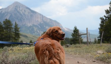 Tipps für Wandern mit Hund